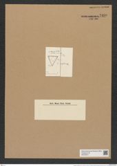 Triceratium mesolejum Grun. (de-Toni-Nr.: Genus 140, Species 4023) Zeichnungen Sammlung Grunow Nr. 7490 (NHMW-BOT-W0376610)